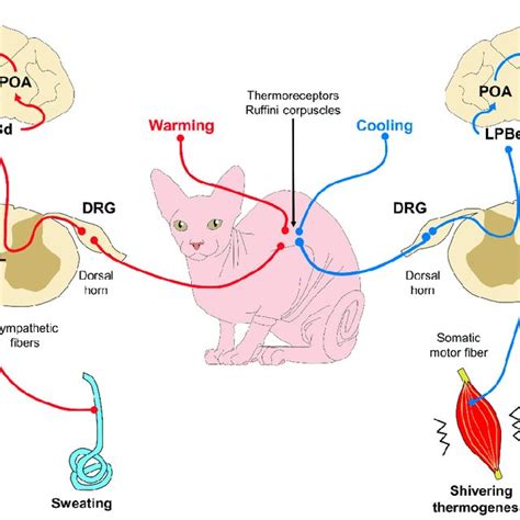 Control Mechanisms To Regulate Body Temperature Via Feedback