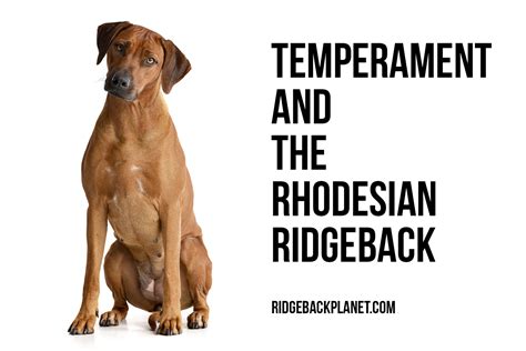 Rhodesian Ridgeback Temperament - The Pets and Love