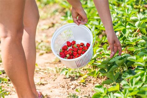 Le jardinage à poil une idée folle Jardin de Grand Meres