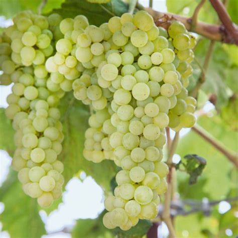 Grape Sauvignon Blanc