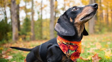 Razas De Perro Peque Os Miniatura Y Toy