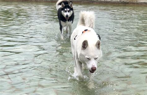 Water Husky Stock Photo Image Of Wolf Water Black 187107728