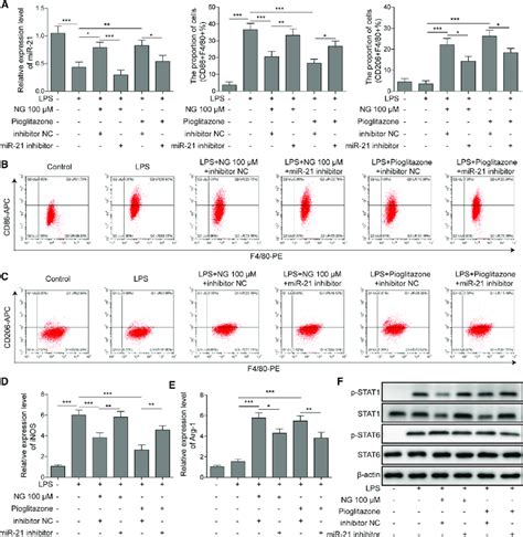 Mir Partially Mediated The Regulation Of Macrophage Polarization By