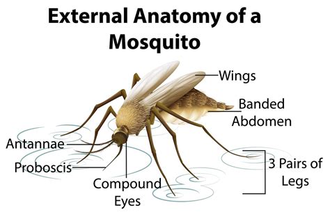 External Anatomy of a Mosquito Chart 1433785 Vector Art at Vecteezy