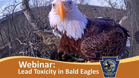 Webinar Lead Toxicity In Bald Eagles In Pennsylvania Youtube