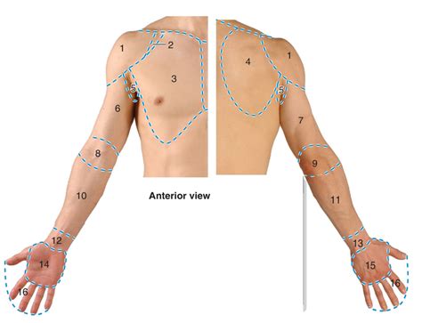 Upper Extremity Diagram Quizlet