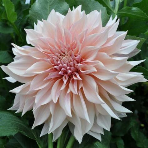 Cafe Au Lait Swan Dahlias