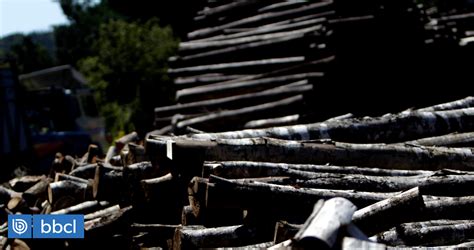 Cuatro Hombres Son Detenidos Por Robo De Madera En Predio Ubicado En