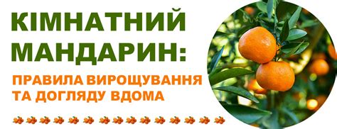 Кімнатний мандарин: вирощування в домашніх умовах