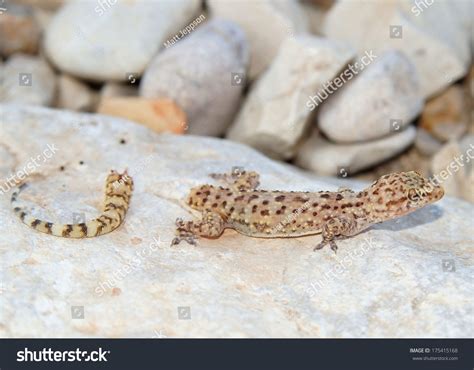 121 Lizards Tail Loss Images, Stock Photos & Vectors | Shutterstock