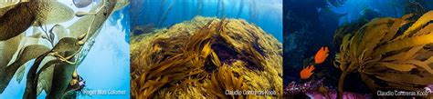 Bosques De Macroalgas Biodiversidad Mexicana