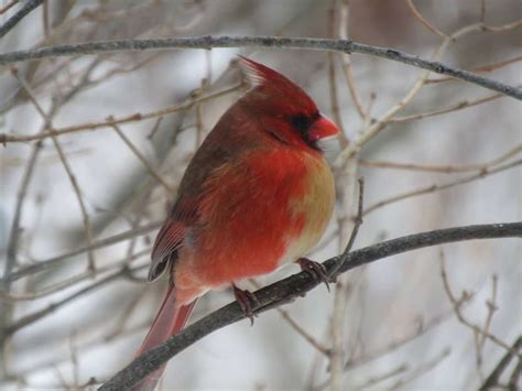 Woman Spots A Rare Half Female Half Male Cardinal In Her Yard The Dodo