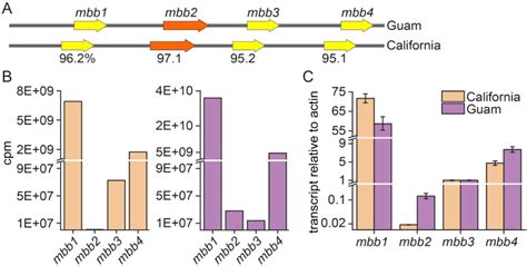 Figure From Genetic And Biochemical Reconstitution Of Bromoform