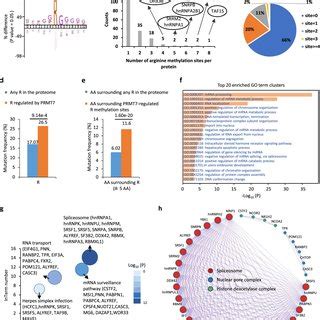 Proteome Wide Profiling Of Arginine Methylation Regulated By Prmt A B