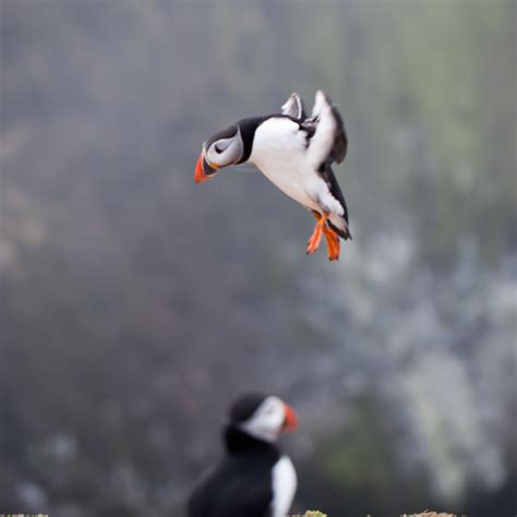 Six months in a leaky boat.: Milford Haven to Skomer Island: North Haven
