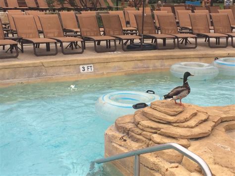 Should A Christian Woman Wear A Bikini Modesty And Shame