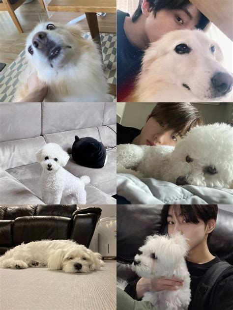 Enhypens Puppies 💗 Jake Layla Sunghoon Gaeul Jungwon Maeumi