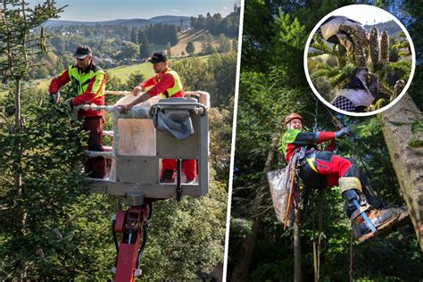 Baum Traf Mann Bei Forstarbeiten In Flie