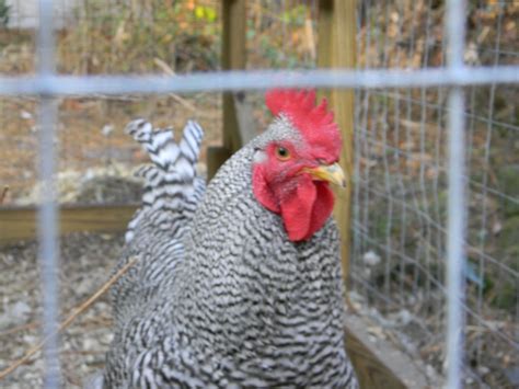 Barred Rock Chicken Rooster Or Hen Backyard Chickens Learn How To