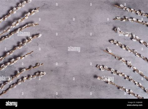 Branches Of The Pussy Willow On A Grey Background Stock Photo Alamy