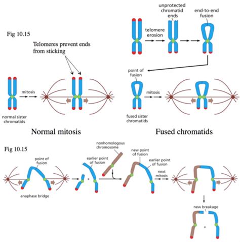 Exam 3- Chapter 10 Flashcards | Quizlet 