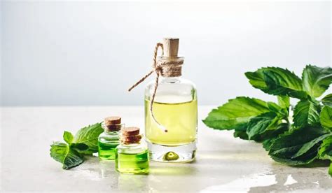 Peppermint Oil Dangerous to Dogs? (Must-Read Before Using) – The Puppy Mag