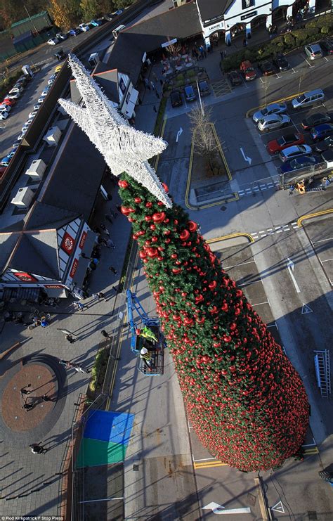 Britains Largest Christmas Tree Goes Up In Cheshire Daily Mail Online