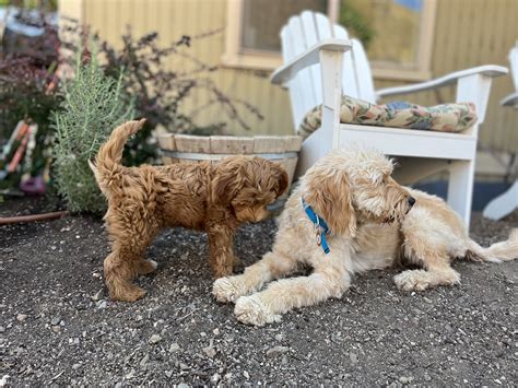 A Portrait of Goldendoodles; Oregon (2025) — High Desert Goldendoodles & Bernedoodles