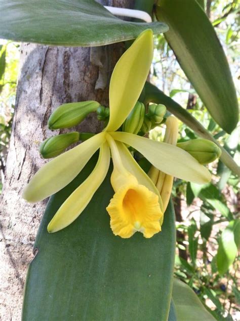 Baunilha Do Cerrado Tropical Orchids Portugal