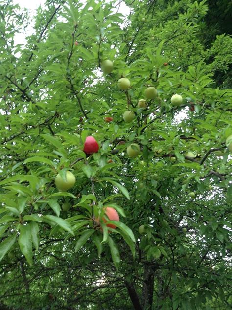 Chickasaw Plum Inventory - General Fruit Growing - Growing Fruit