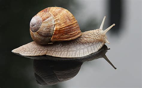 Animal World: How does a snail grow its shell?