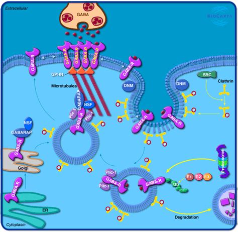 World Of Biochemistry Blog About Biochemistry Metabolic Map About