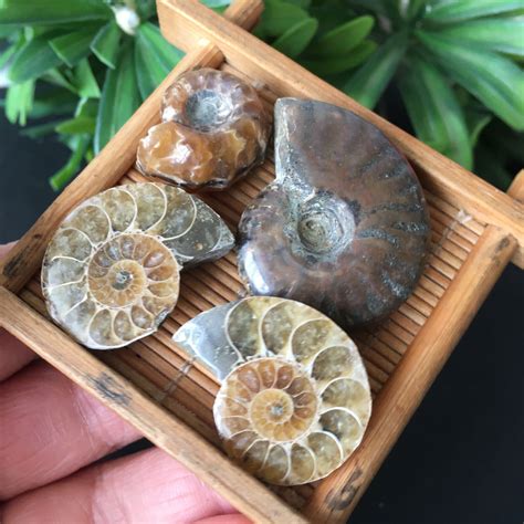 34g 4pcs Natural Ammonite Conch Shell Specimen From Madagascar Pd244 Ebay