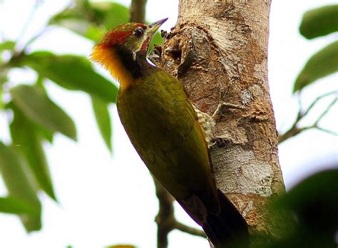 Gambar Kaki Burung Pelatuk - Gambar Burung