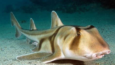 Sharkies Otd On Twitter Port Jackson Shark Port Jackson S Are