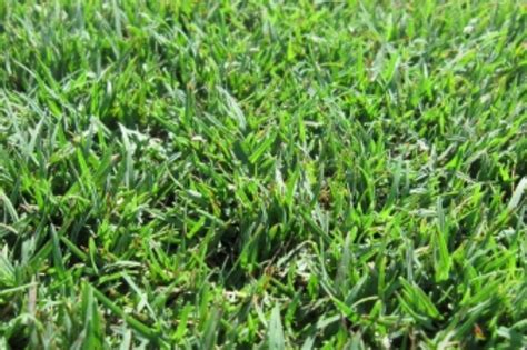 Discover The Diverse Types Of Grass In Hawaii Your Guide