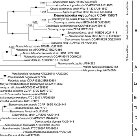 Phylogenetic Tree Based On Ssu Rrna Gene Showing The Position Of