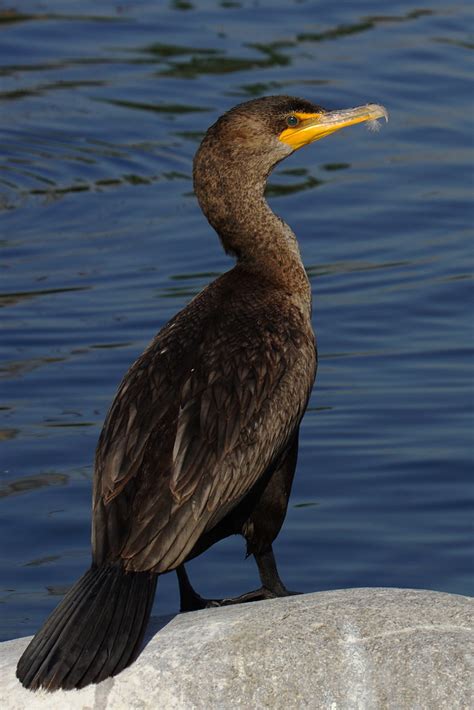 Dsc07286 1 Cormorant William Kerr Flickr