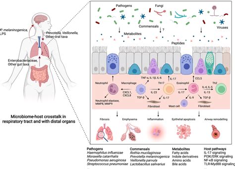 Microbiomehost Crosstalk In The Local Respiratory Tract And Between