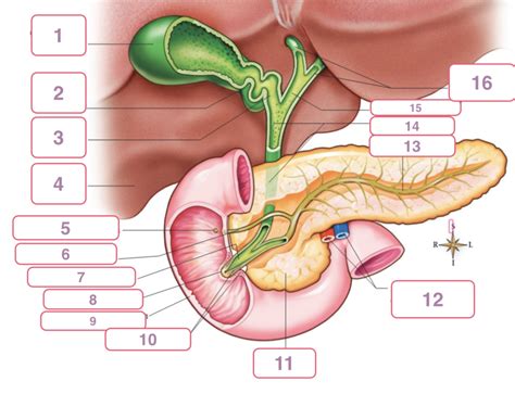 Bile Ducts Diagram Quizlet