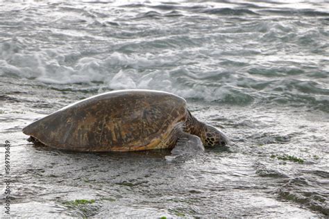 Hawaiian Sea Turtle foraging for food under water at Laniakea Beach ...