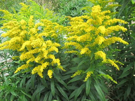 Goldenrod Crown