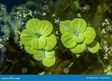 Pistia Stratiotes Swims Among Aquatic Plants Rootless Duckweed