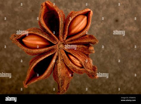 Classic Macro Food Ingredient Spice Image Of Illicium Verum Star