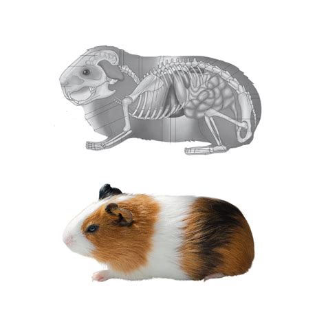 Do Guinea Pigs Have Tails: Anatomy And Vet Q&A