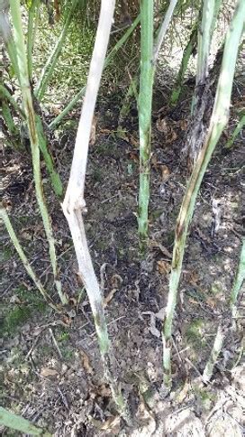 Sclerotinia Stem Rot Of Canola