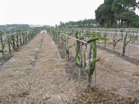 Manual técnico de cultivo de Pitahaya InfoAgronomo