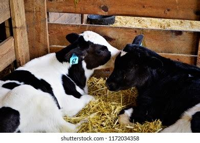 Cute Baby Cows Stock Photo 1172034358 | Shutterstock