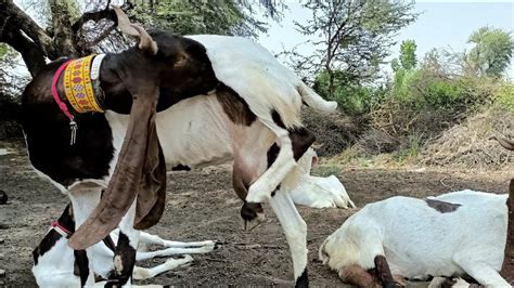 Pure Pateri Goat Farming Youtube