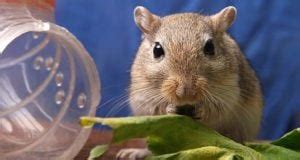 The Best Gerbil Names: 100 Names for Gerbils | BeChewy